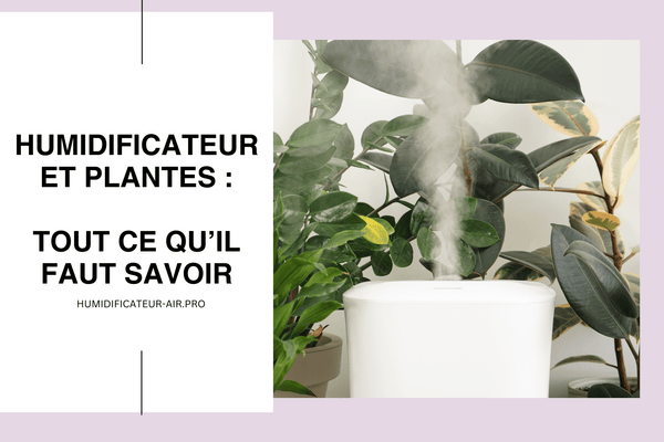 Humidificateurs Et Plantes : Ce Qu'il Faut Savoir